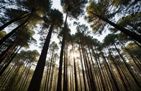 Toradh íomhá ar Houston Tree Types