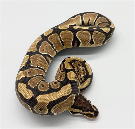 Image result for Sunset Looking Ball Python