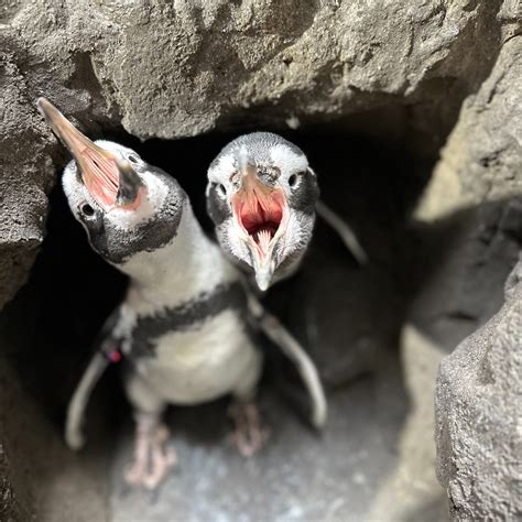 Toradh íomhá ar Random Encounters Build An