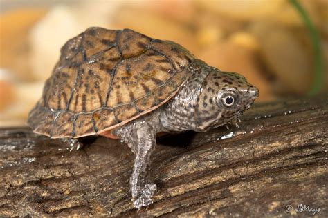 Loggerhead Musk Turtle ಗಾಗಿ ಇಮೇಜ್ ಫಲಿತಾಂಶ