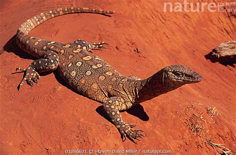 Image result for Australian Monitor Lizard