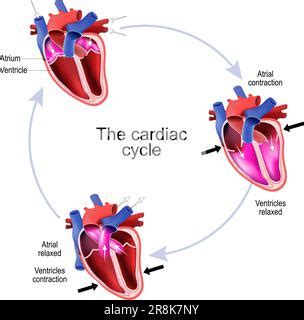 Toradh íomhá ar Cardiac Cycle Steps Simple