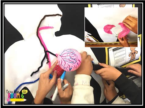 Image result for Human Body Systems Project Example