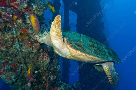 Image result for Loggerhead Swamp Turtle