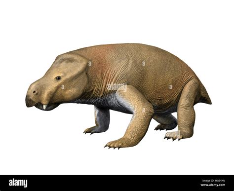 Interparietal Dicynodont に対する画像結果