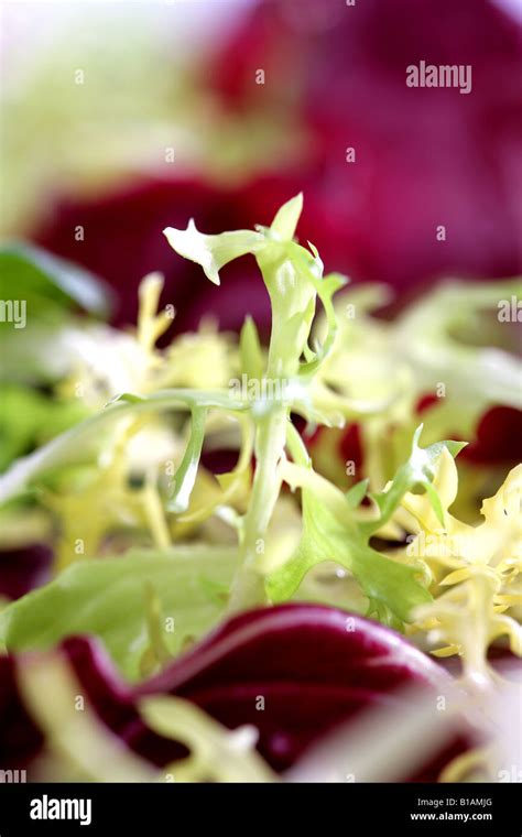 Image result for Curly Endive Lettuce