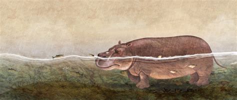 Fish Eat Hippopotamus Poop に対する画像結果