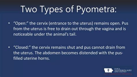 Image result for Pyometra Spay Surgery