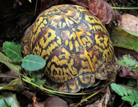 Box Turtle Bottom Shell కోసం చిత్ర ఫలితం