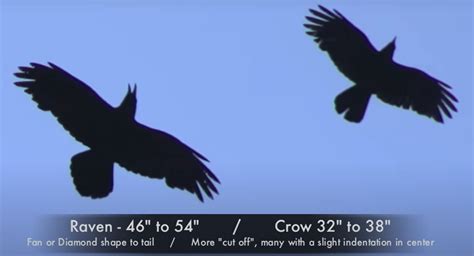 Raven vs Crow に対する画像結果