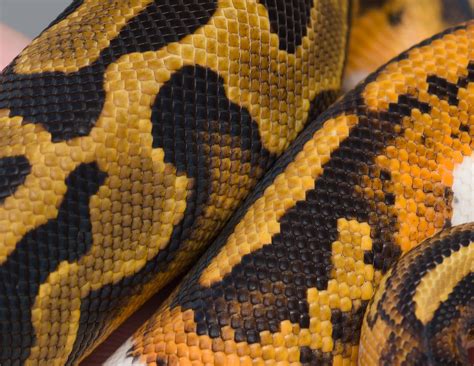 Image result for YB Ball Python