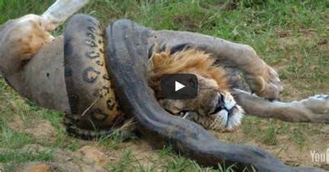 Image result for Python versus Lion