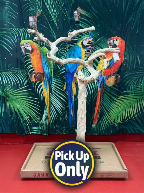 Image result for Java Tree for Birds