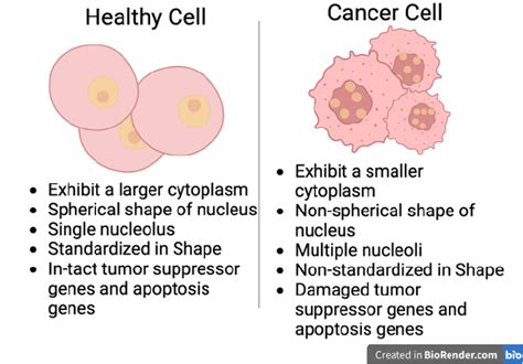 Afbeeldingsresultaten voor Normal vs Cancer Cells