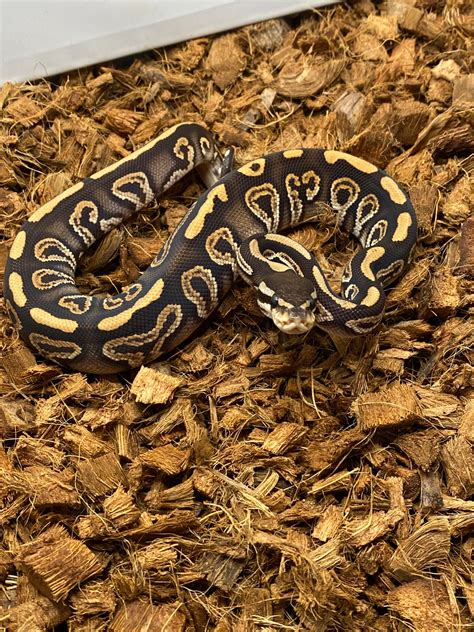Toradh íomhá ar Mojave Ball Python