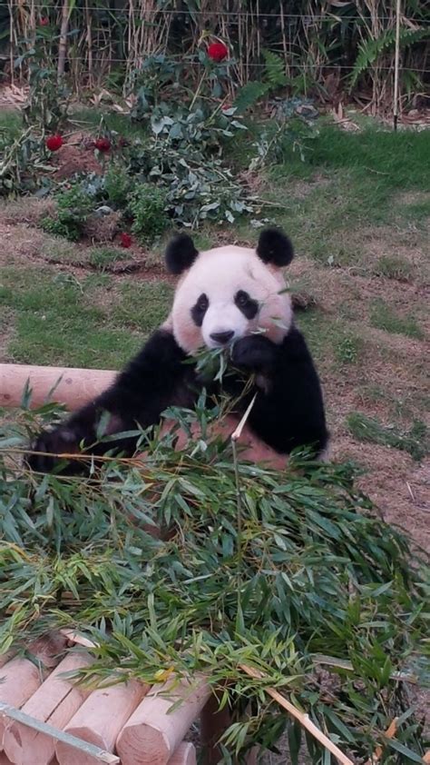 Afbeeldingsresultaten voor Net of Square