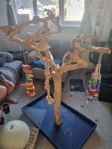 Toradh íomhá ar Used Java Tree for Sale