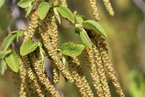 Image result for Pine Tree Catkins
