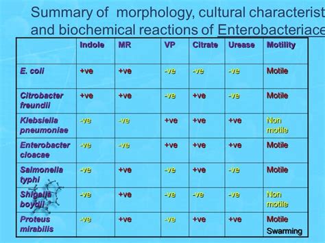 Toradh íomhá ar Gram-negative Bacteria Tets