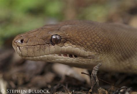 Image result for Olive Python Diet Chart