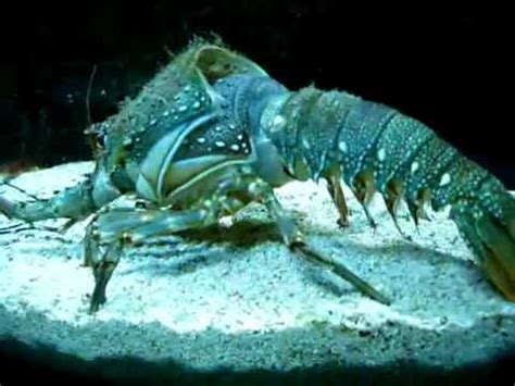 Image result for Shell-Less Lobster