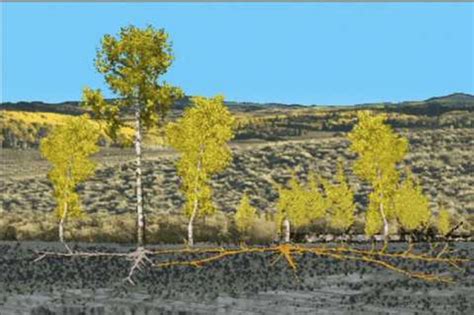 Aspen Tree Root System に対する画像結果