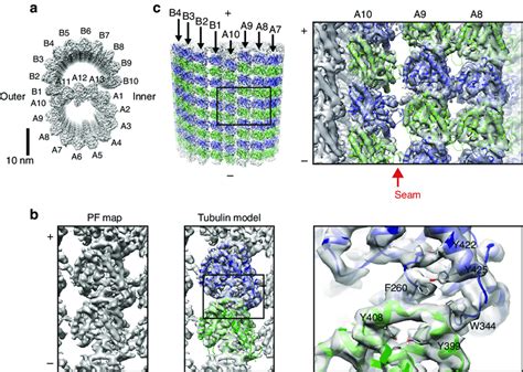 Image result for Microtubule Seam