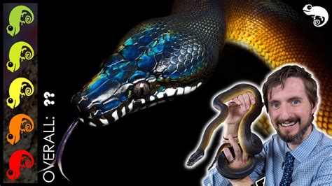Image result for White Python Pet