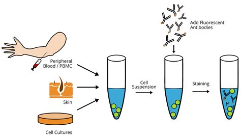 Image result for Flow Cytometry Sample Preparation