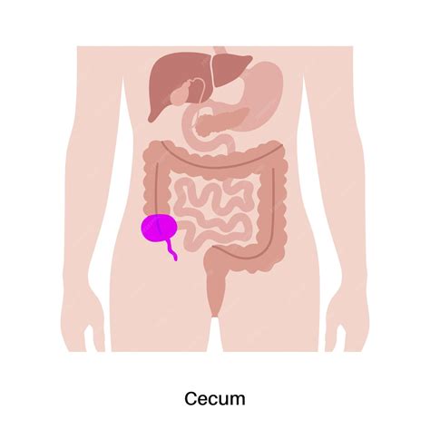 Digestive System Labeled Cecum に対する画像結果
