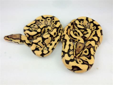 Image result for Fire Python Tiger