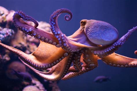 Image result for Octopus Wallpaper