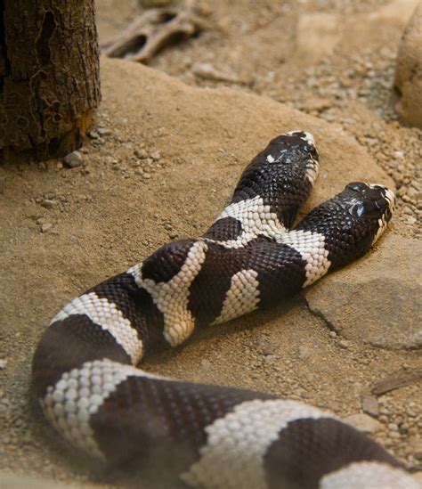 Image result for Two-Headed Baby Snake