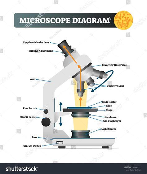 Image result for Microscope Schematic