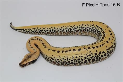 Image result for Pixel Blood Python