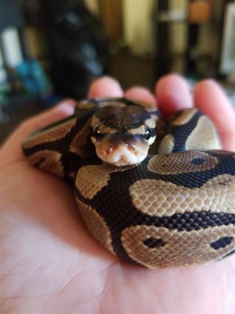 Image result for Ball Python Drooling