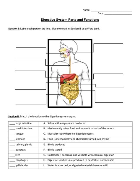 Image result for Science From Scratch the Digestive System Answer Key