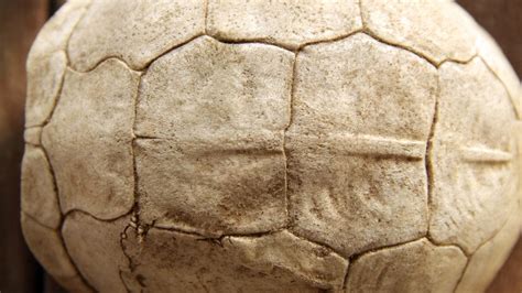 Image result for Turtle Shell Problems Pictures