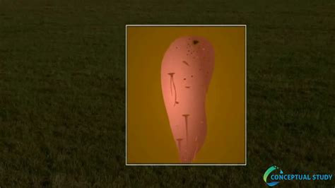 Vegetative Reproduction Sweet Potato ಗಾಗಿ ಇಮೇಜ್ ಫಲಿತಾಂಶ