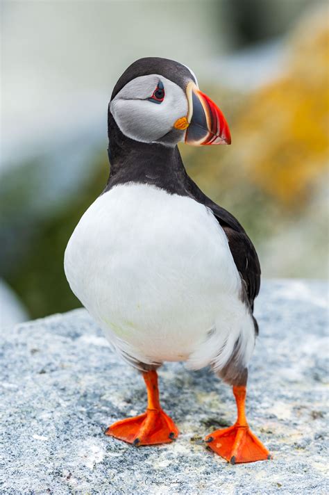Image result for Puffin bird