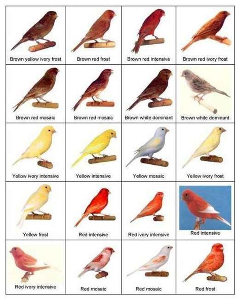 Canary Varieties に対する画像結果