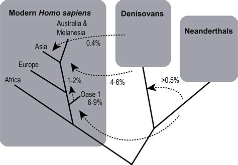 Toradh íomhá ar Evolution Tree Homosapien
