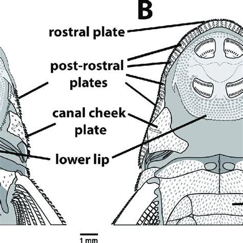 Toradh íomhá ar Dermal Plates