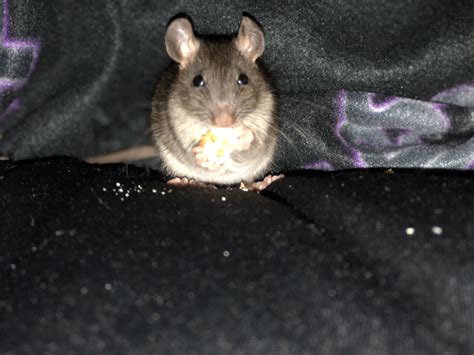 Toradh íomhá ar Lab Rat Eating