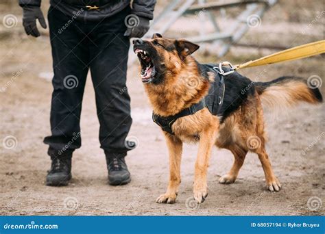 Image result for Angry German Shepherd