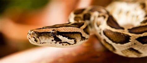Image result for Burmese Python Header Image