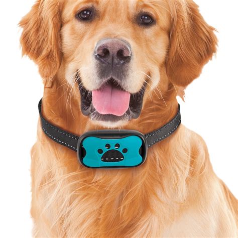 Image result for How to Use a Bark Collar for Dogs