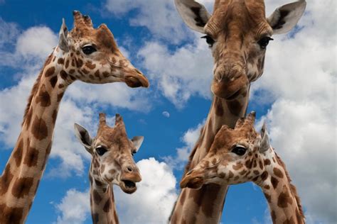 Image result for Giraffe Mammal