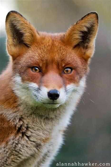 Image result for Fox Pool Cover YouTube