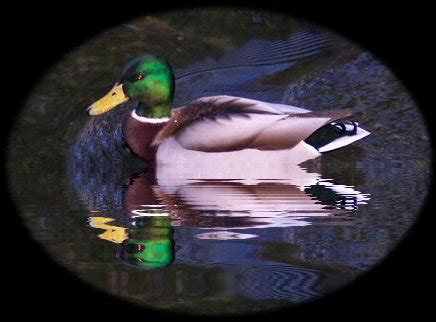 Toradh íomhá ar Java Lake Applet